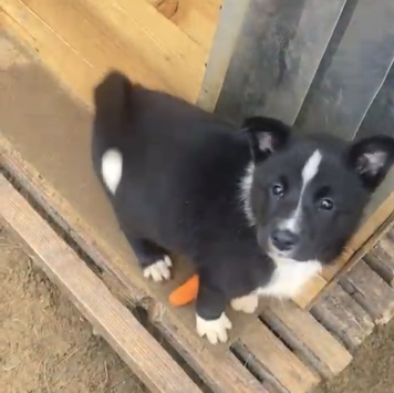 Собаки в добрые руки - Герда