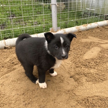 Собаки в добрые руки - Герда - 1