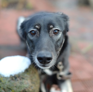 Собаки в добрые руки - Лилу
