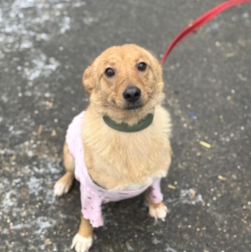 Собаки в добрые руки - Золла - 2