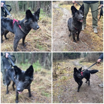 Собаки в добрые руки - Собака