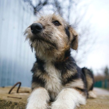 Собаки в добрые руки - Ева - 1