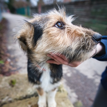 Собаки в добрые руки - Ева