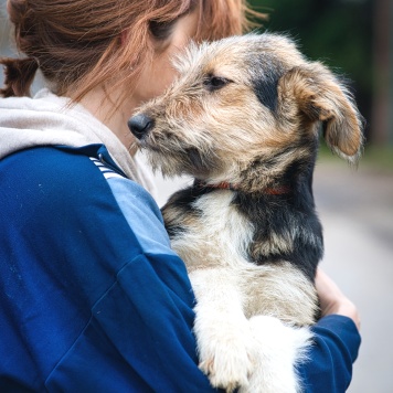 Собаки в добрые руки - Ева - 4