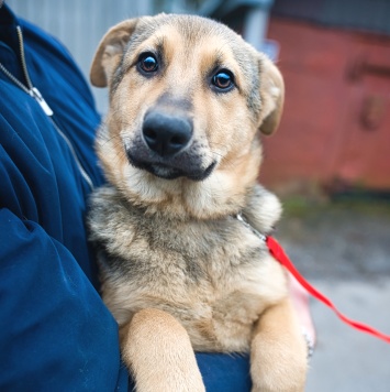 Собаки в добрые руки - Чара