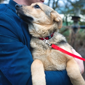Собаки в добрые руки - Чара - 2