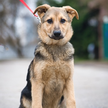 Собаки в добрые руки - Чара - 3