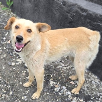 Собаки в добрые руки - Лисёнок