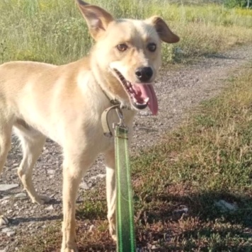 Собаки в добрые руки - Лисёнок - 1