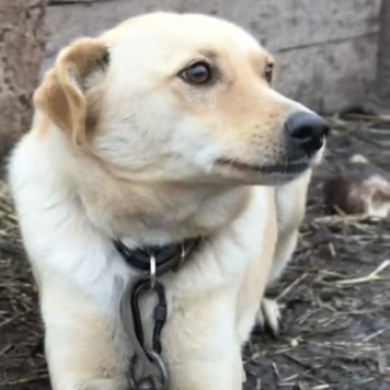 Собаки в добрые руки - Лисёнок - 3