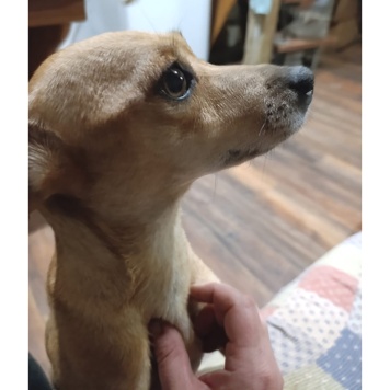 Собаки в добрые руки - Рыжуля