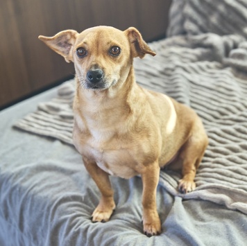 Собаки в добрые руки - Рыжуля