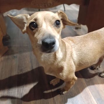 Собаки в добрые руки - Рыжуля - 1