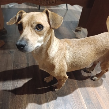 Собаки в добрые руки - Рыжуля - 2