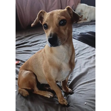 Собаки в добрые руки - Рыжуля - 2