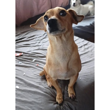 Собаки в добрые руки - Рыжуля - 3