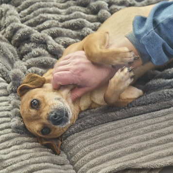 Собаки в добрые руки - Рыжуля - 3