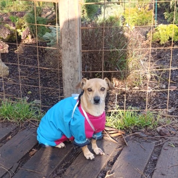 Собаки в добрые руки - Рыжуля - 4