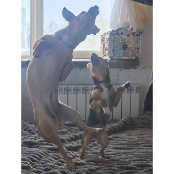 Собаки в добрые руки - Рыжуля - 4