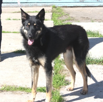 Собаки в добрые руки - Лимон