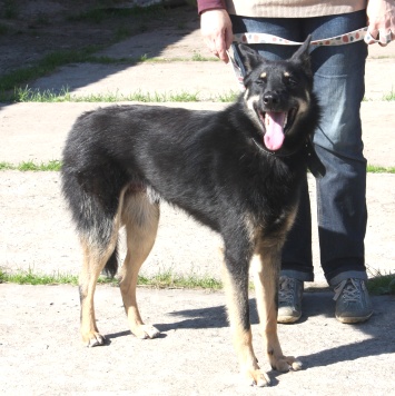 Собаки в добрые руки - Лимон - 1