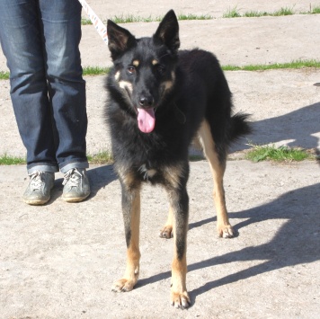 Собаки в добрые руки - Лимон - 2