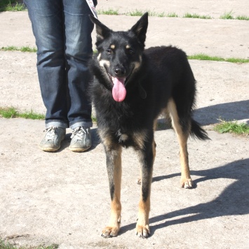 Собаки в добрые руки - Лимон - 3