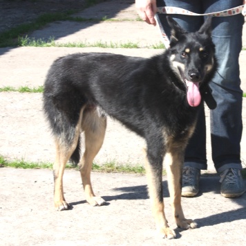 Собаки в добрые руки - Лимон - 4