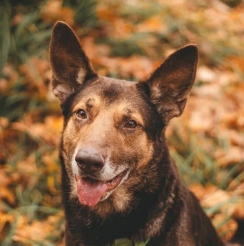 Собаки в добрые руки - Шоколад