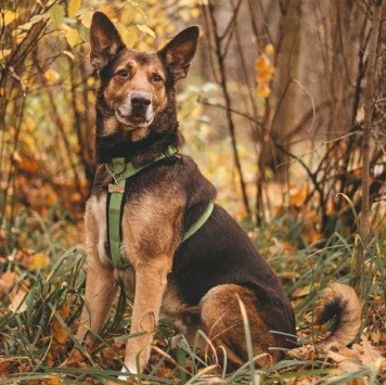 Собаки в добрые руки - Шоколад - 1