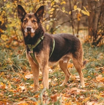 Собаки в добрые руки - Шоколад - 2