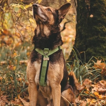 Собаки в добрые руки - Шоколад - 3