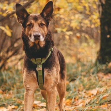 Собаки в добрые руки - Шоколад - 4