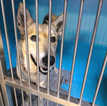 Собаки в добрые руки - Вьюга - 1