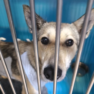 Собаки в добрые руки - Вьюга - 2