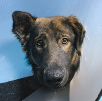 Гаврюша - Собаки в добрые руки