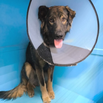 Собаки в добрые руки - Гаврюша - 1