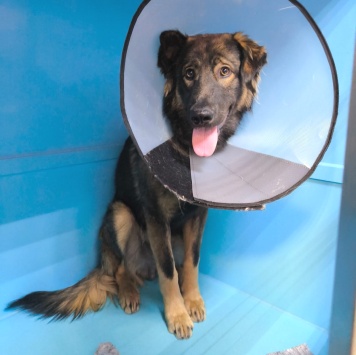 Собаки в добрые руки - Гаврюша - 2