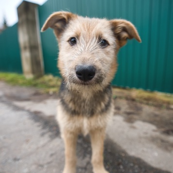 Хома - Собаки в добрые руки