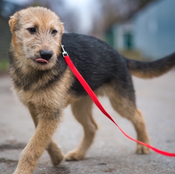 Собаки в добрые руки - Хома - 1