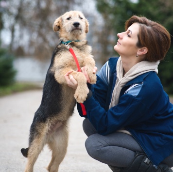 Собаки в добрые руки - Хома - 2