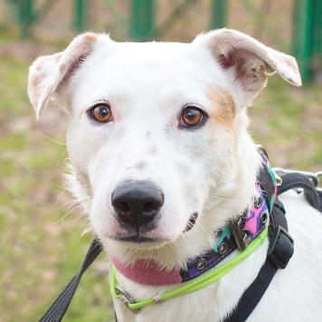 Собаки в добрые руки - Аляска