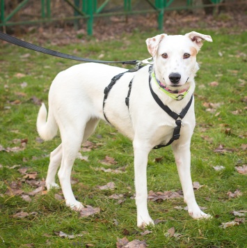 Собаки в добрые руки - Аляска - 1