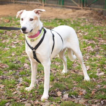 Собаки в добрые руки - Аляска