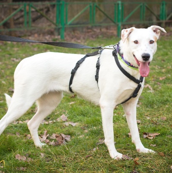 Собаки в добрые руки - Аляска - 1