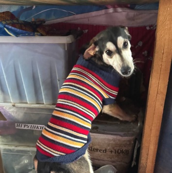 Собаки в добрые руки - Майя