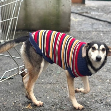 Собаки в добрые руки - Майя - 1