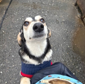 Собаки в добрые руки - Майя - 4