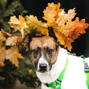 Собаки в добрые руки - Пельмеша