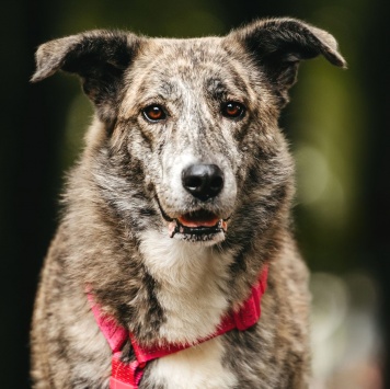 Собаки в добрые руки - Верба